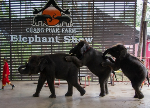 エレファントショー